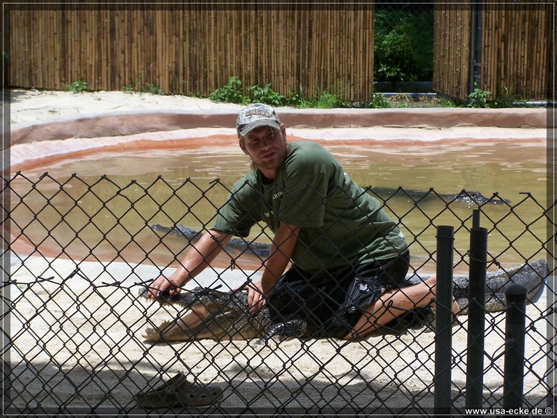 alligator_farm2009_012