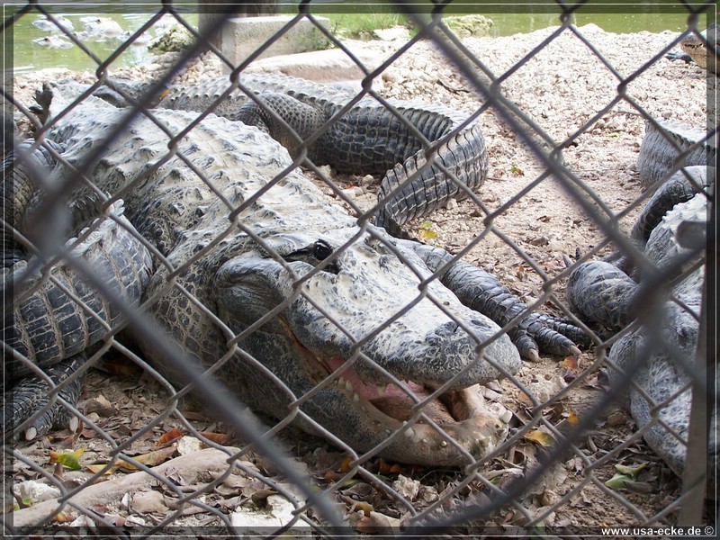 alligator_farm2009_013