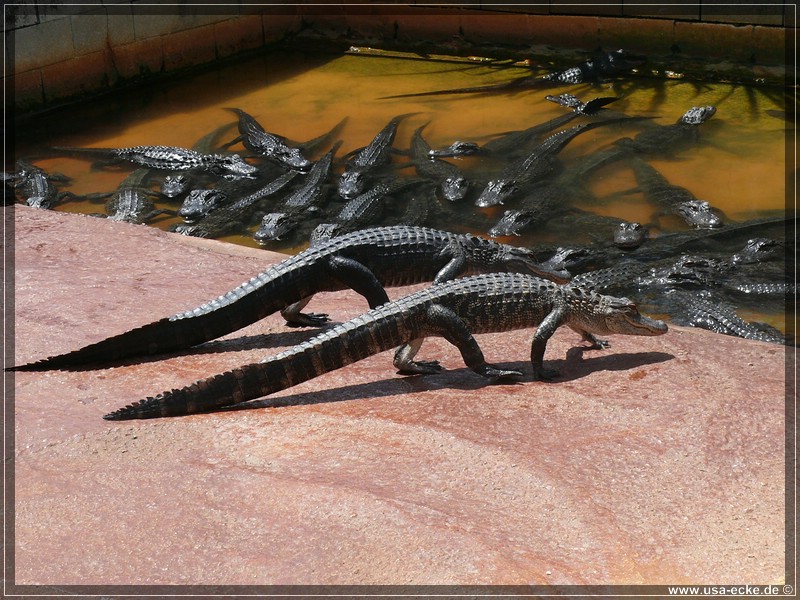 alligator_farm2009_014