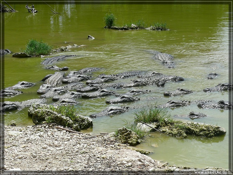 alligator_farm2009_015