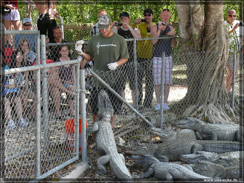 alligator_farm2009_016