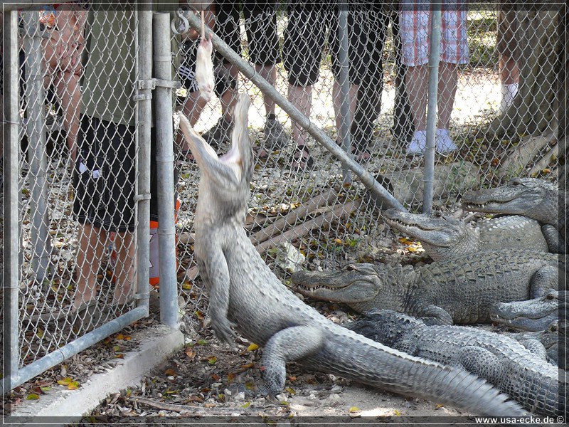 alligator_farm2009_017