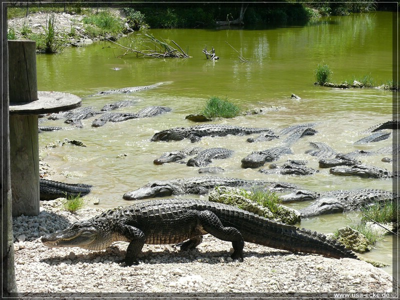 alligator_farm2009_018