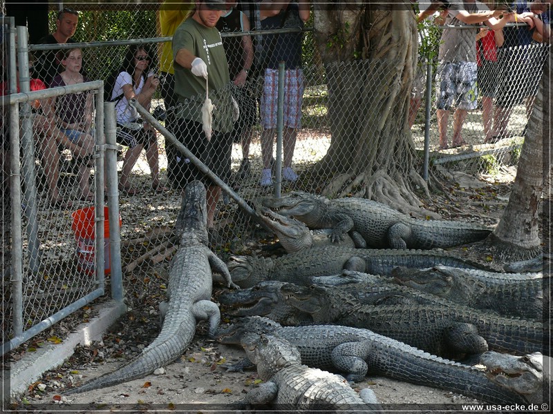 alligator_farm2009_019