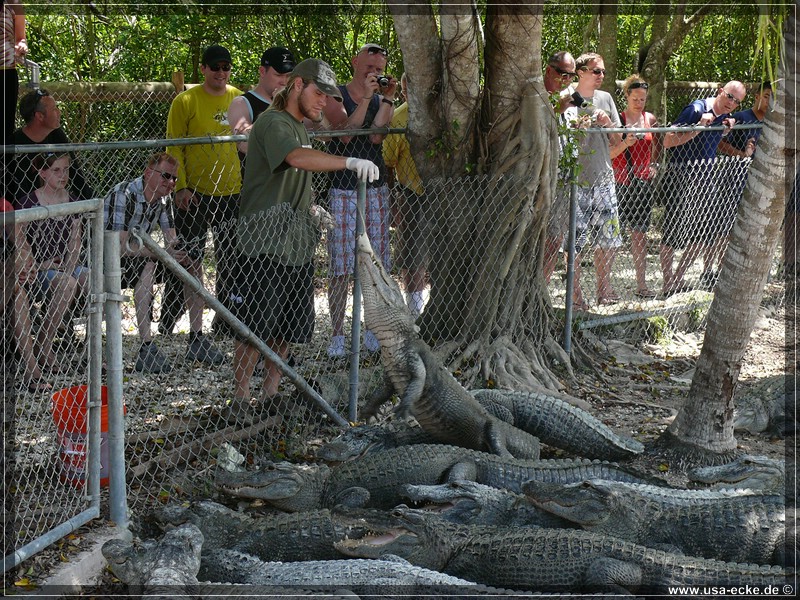 alligator_farm2009_020