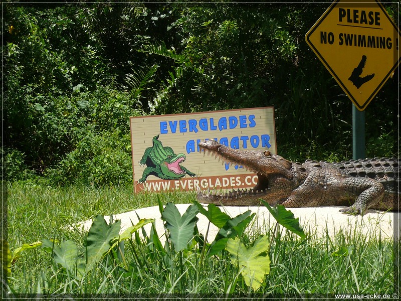 alligator_farm2009_025