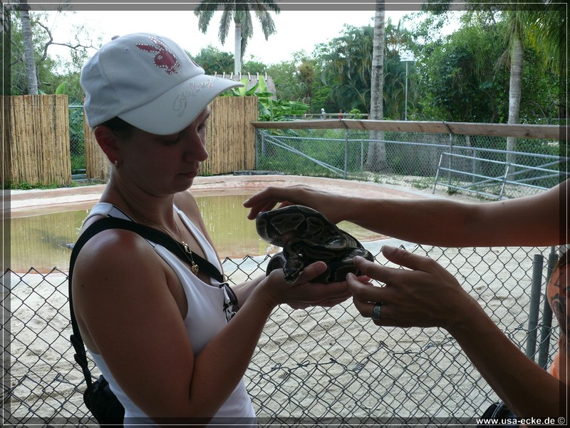 alligator_farm2009_032