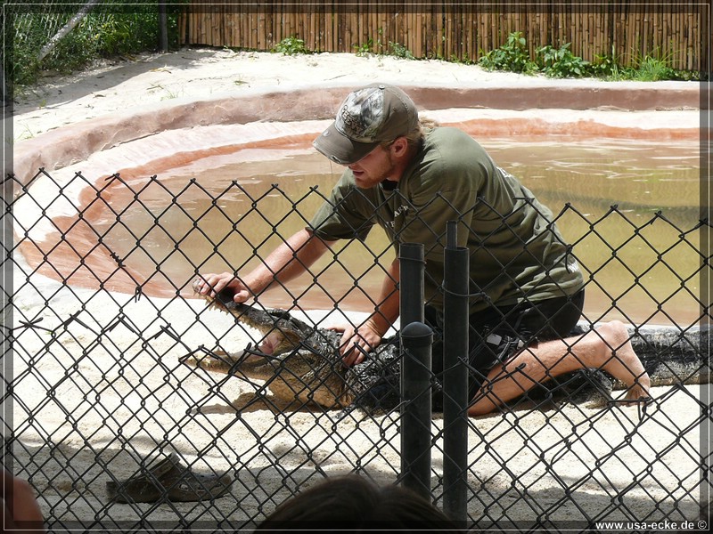 alligator_farm2009_036