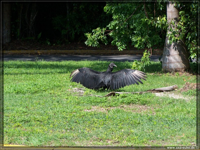 everglades_09_12_001