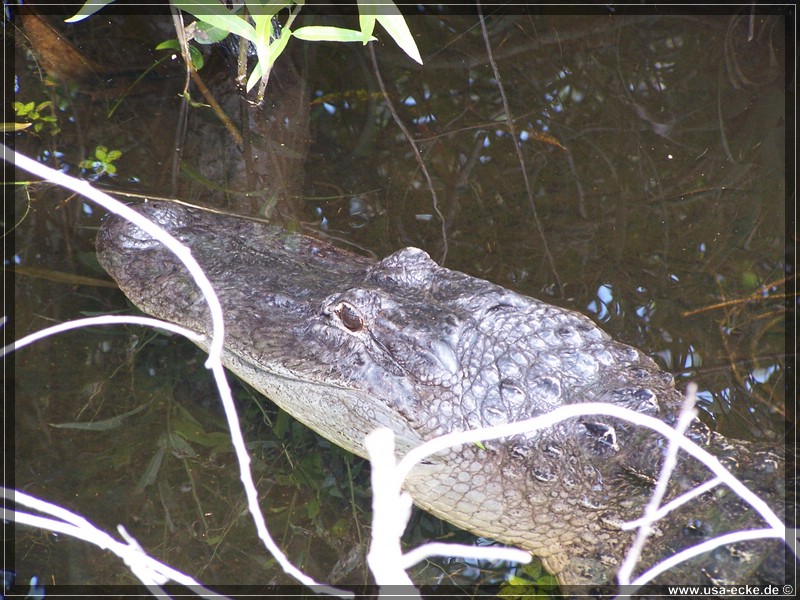 everglades_09_12_002