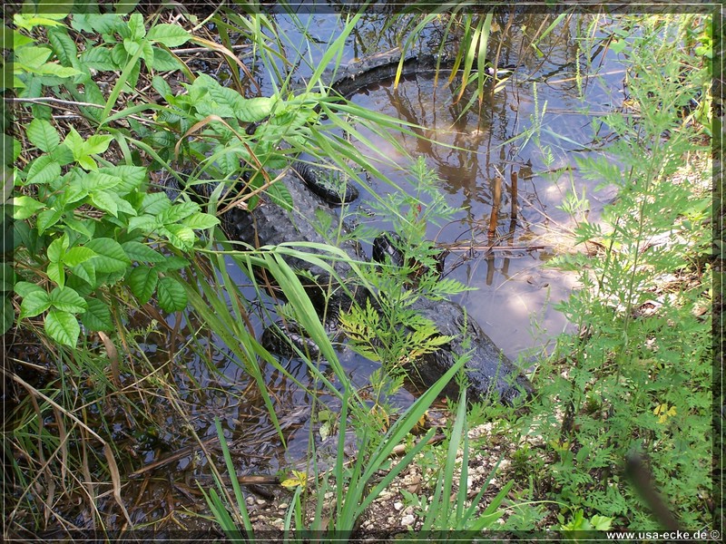 everglades_09_12_003