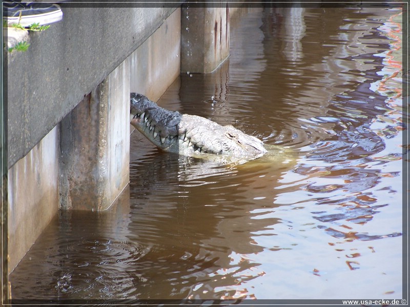 everglades_09_12_005