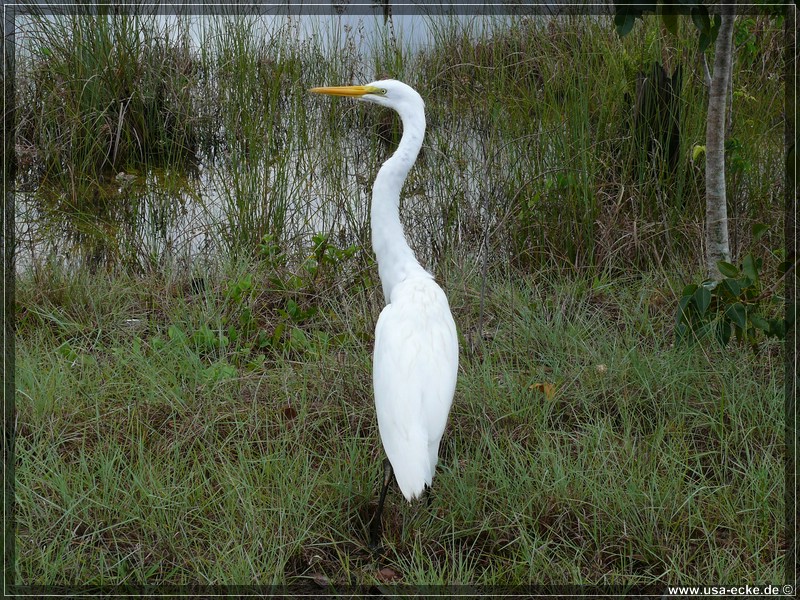 everglades_09_12_015