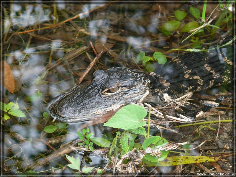 everglades_09_12_024