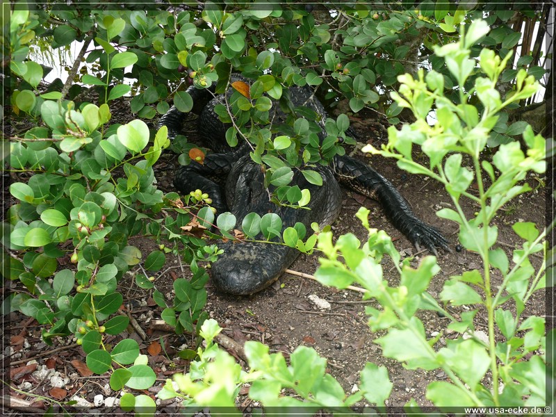 everglades_09_12_025