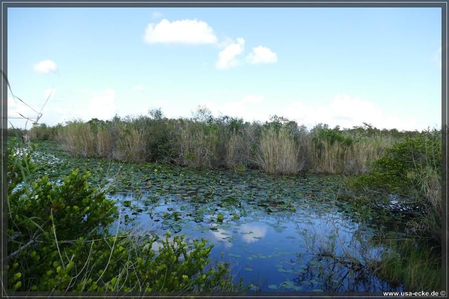 EvergladesNP2019_009