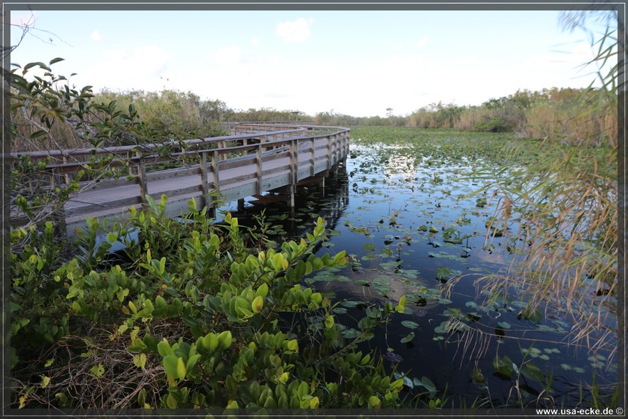 EvergladesNP2019_014