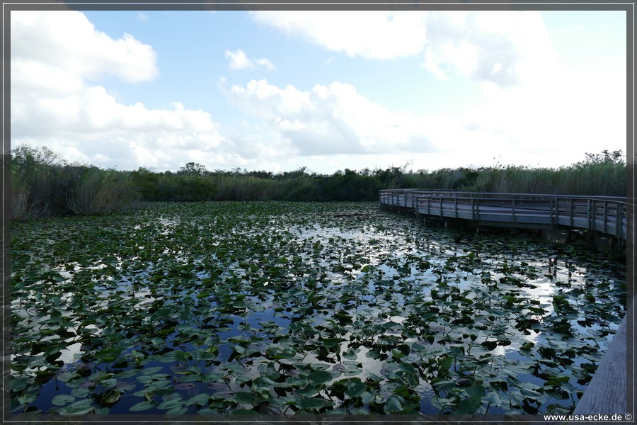 EvergladesNP2019_020