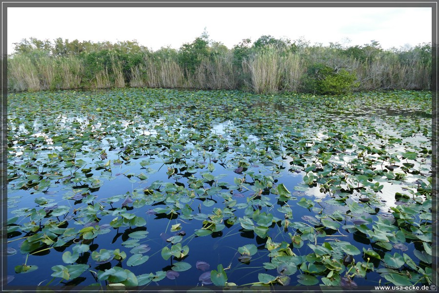EvergladesNP2019_021