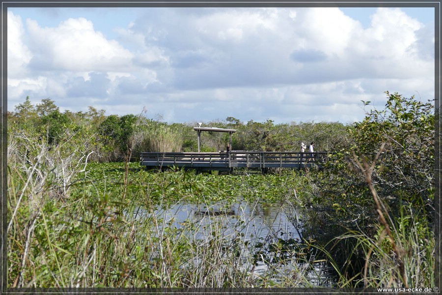 EvergladesNP2019_023