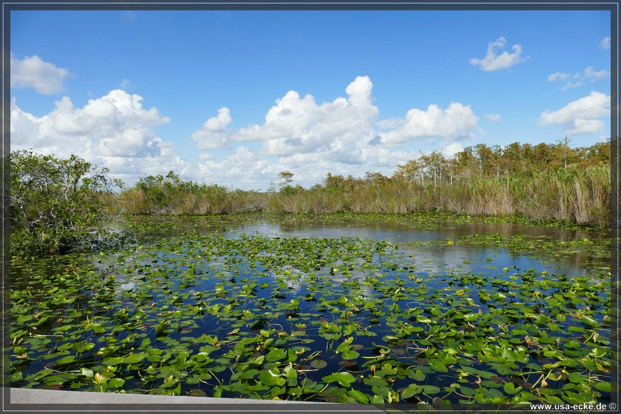 Everglades2022_011