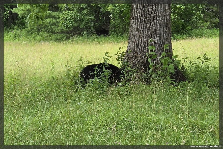 GSMNP_CadesCove_2026_023