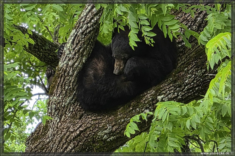 GSMNP_CadesCove_2026_024