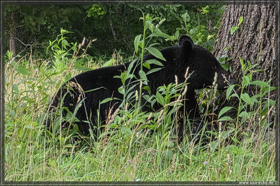 GSMNP_CadesCove_2026_025