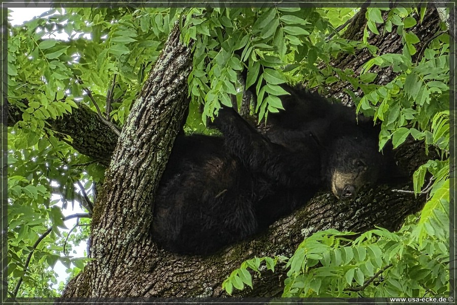 GSMNP_CadesCove_2026_026