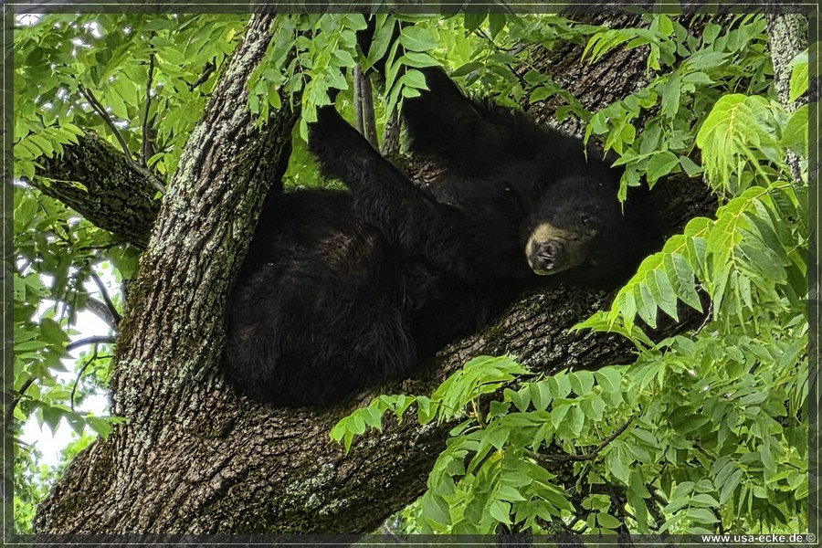 GSMNP_CadesCove_2026_027