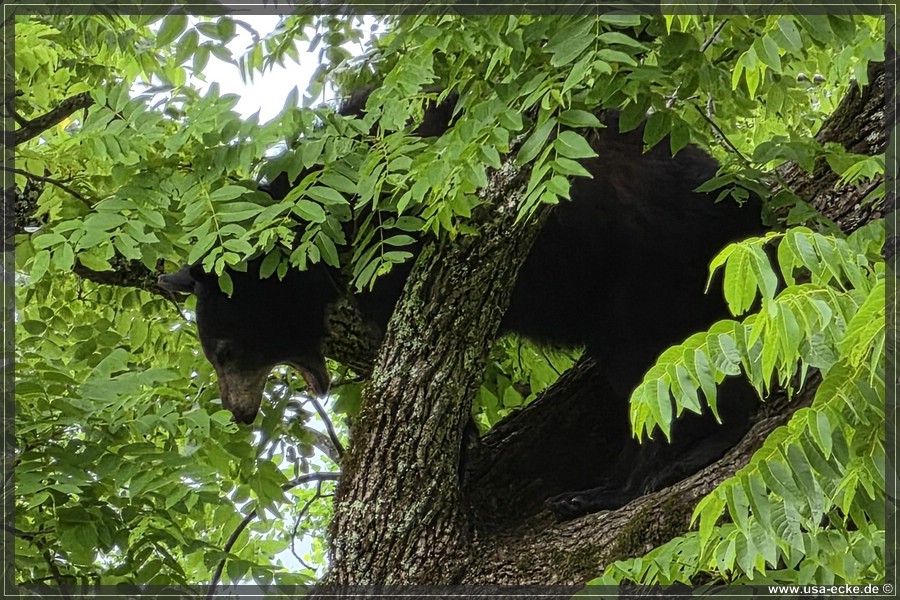 GSMNP_CadesCove_2026_028