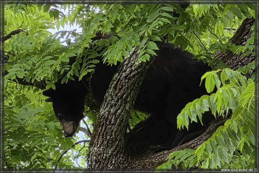 GSMNP_CadesCove_2026_029