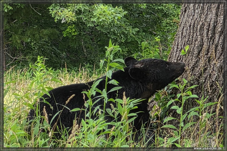 GSMNP_CadesCove_2026_030