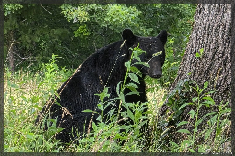 GSMNP_CadesCove_2026_031