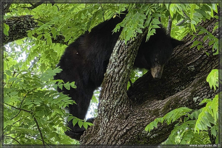 GSMNP_CadesCove_2026_032