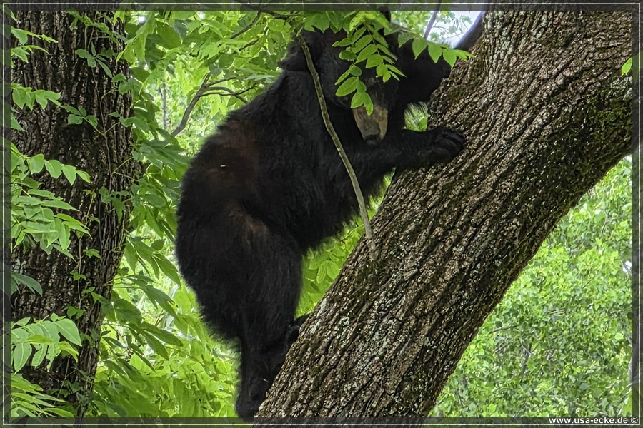 GSMNP_CadesCove_2026_033