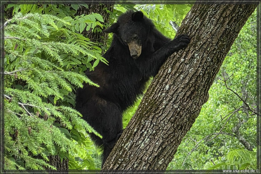 GSMNP_CadesCove_2026_035