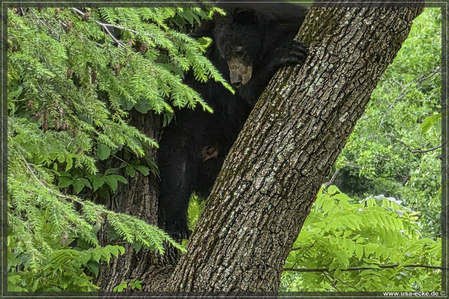 GSMNP_CadesCove_2026_036