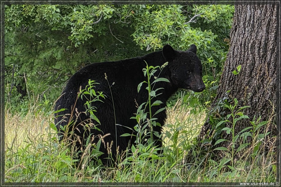 GSMNP_CadesCove_2026_037