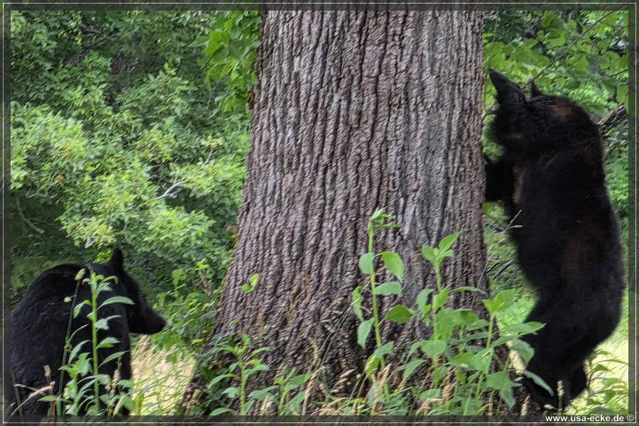 GSMNP_CadesCove_2026_038