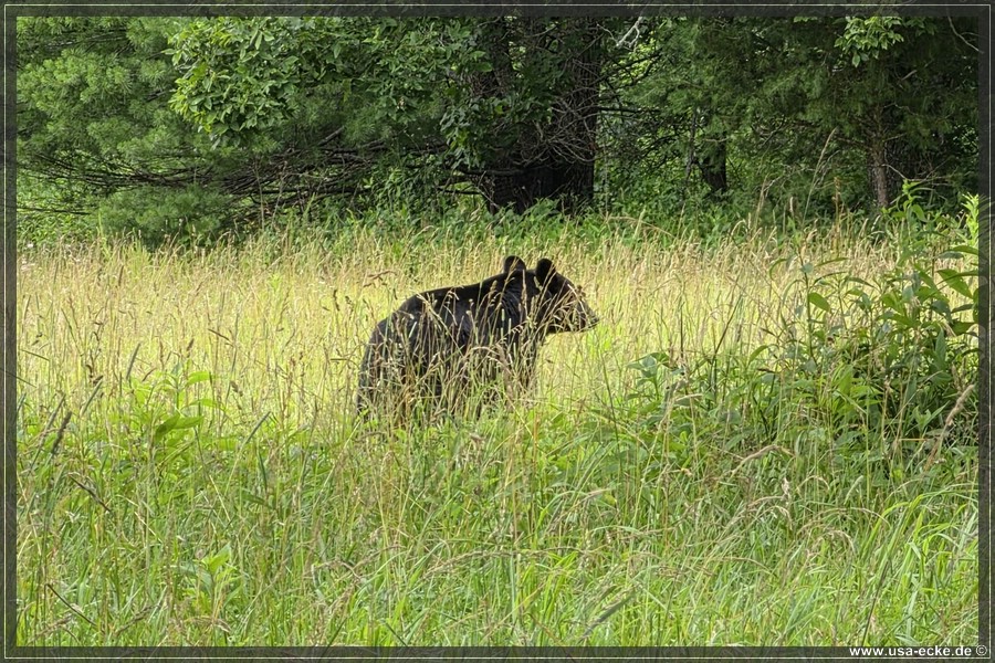 GSMNP_CadesCove_2026_039