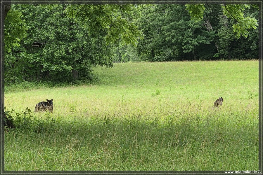 GSMNP_CadesCove_2026_040