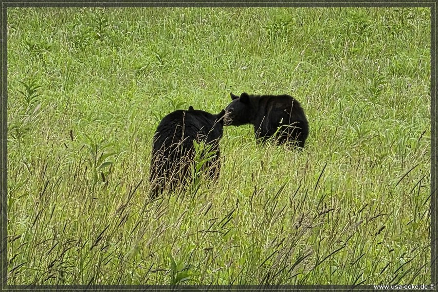 GSMNP_CadesCove_2026_041