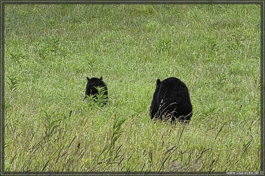 GSMNP_CadesCove_2026_042