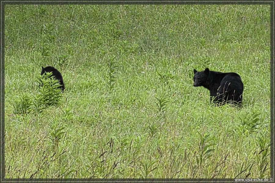 GSMNP_CadesCove_2026_043
