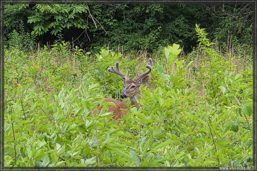 GSMNP_CadesCove_2026_044