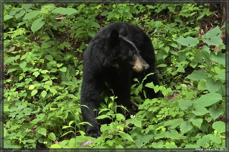 GSMNP_CadesCove_2026_050