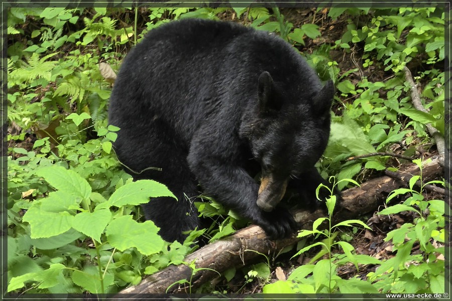 GSMNP_CadesCove_2026_051