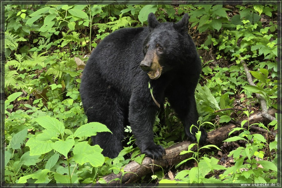 GSMNP_CadesCove_2026_052