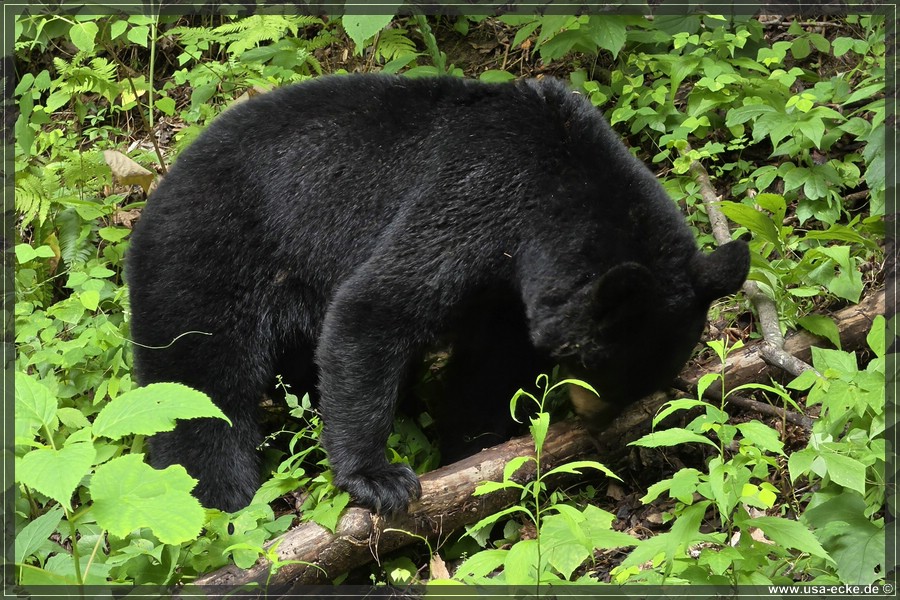 GSMNP_CadesCove_2026_053